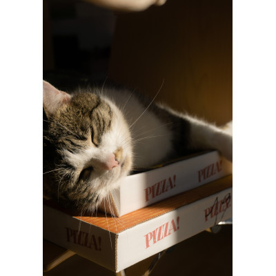 Dünya Mutfağından Kediler İçin Lezzetli Tarifler:  Mini Pizza